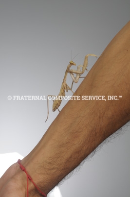 Mantis-Ferda_1538