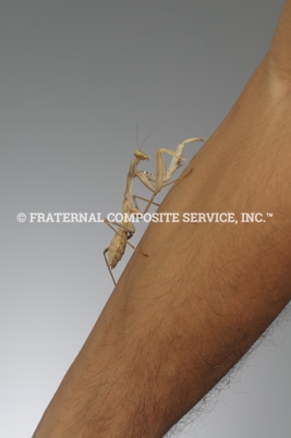 Mantis-Ferda_1539@