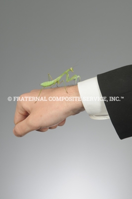 Mantis-Sendy_1584