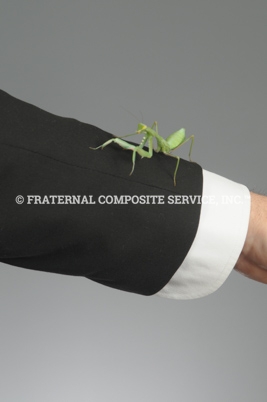 Mantis-Sendy_1591