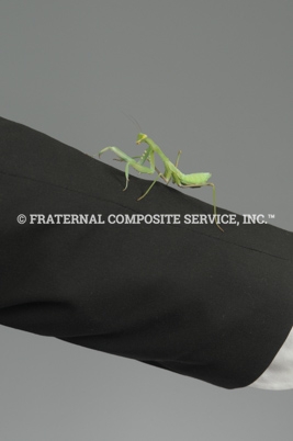 Mantis-Sendy_1593